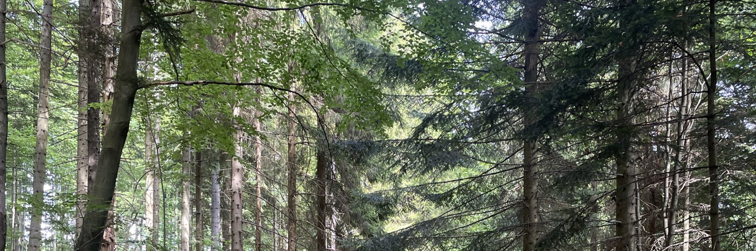 🦕 banner