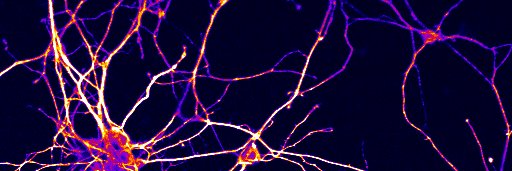 Laura McCormick banner