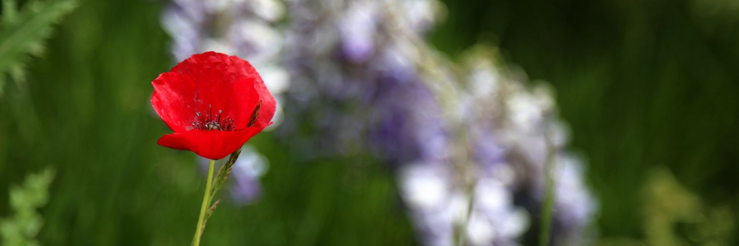 saktan71's profile banner image