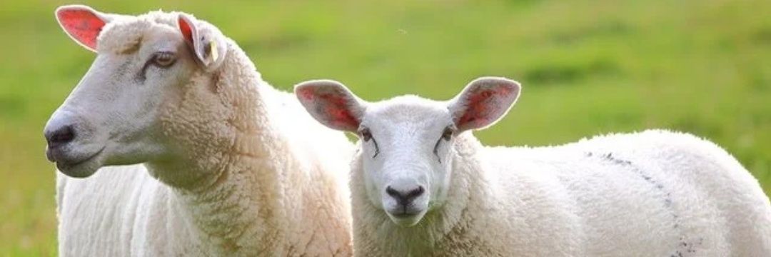 🐕 🐑🐑El Ovejas 🐑🐑🐕 banner