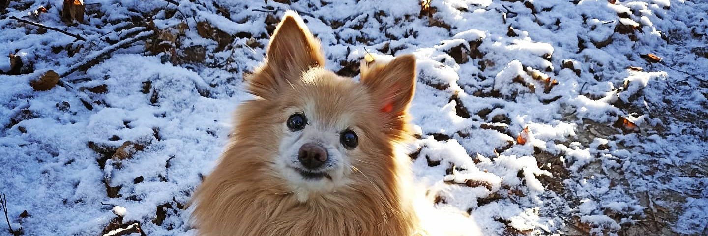 Der Algorithmuspriester banner