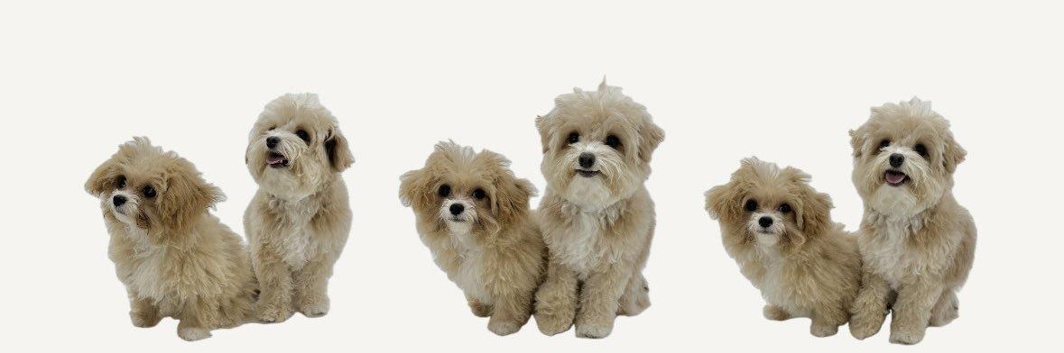 chipoo_bear's profile banner image