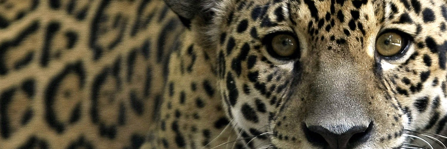 Jaguareducator's profile banner image