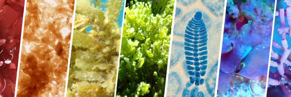 marinephycolab Profile Banner