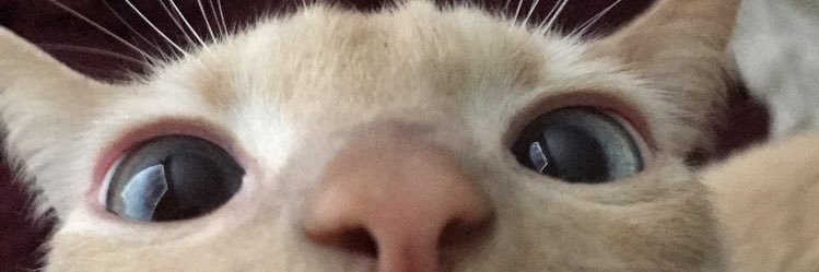 smolhobbit's profile banner image