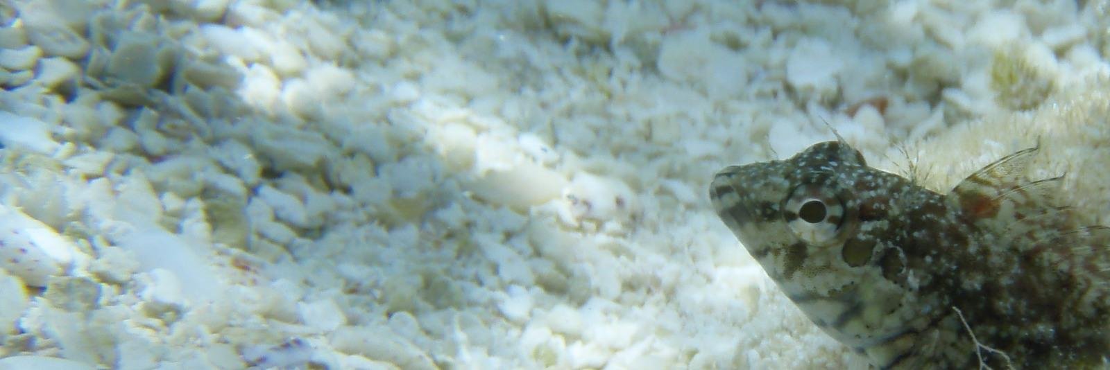 diodon histrix banner