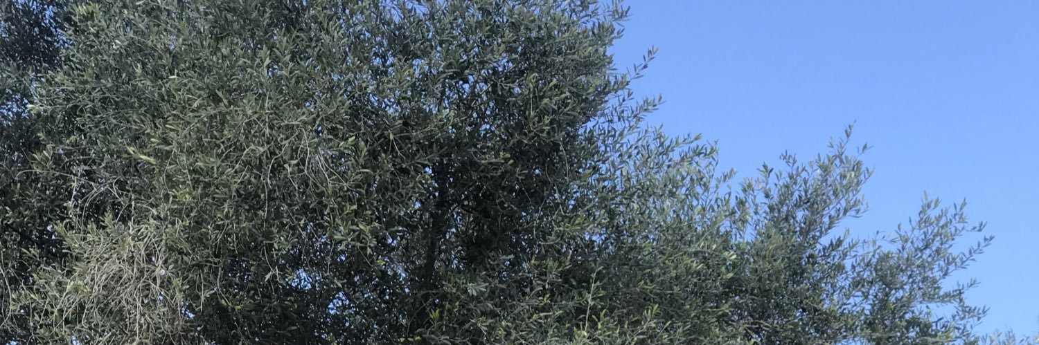 SulafJouma's profile banner image