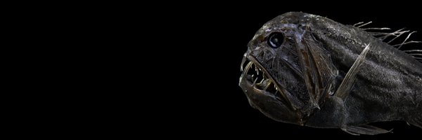 Anoplogaster_ Profile Banner