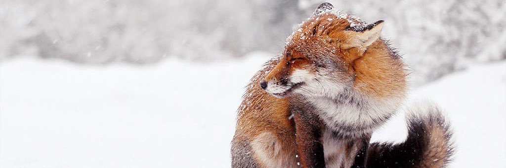 🦊❄️Ice❄️🦊| Loading… banner