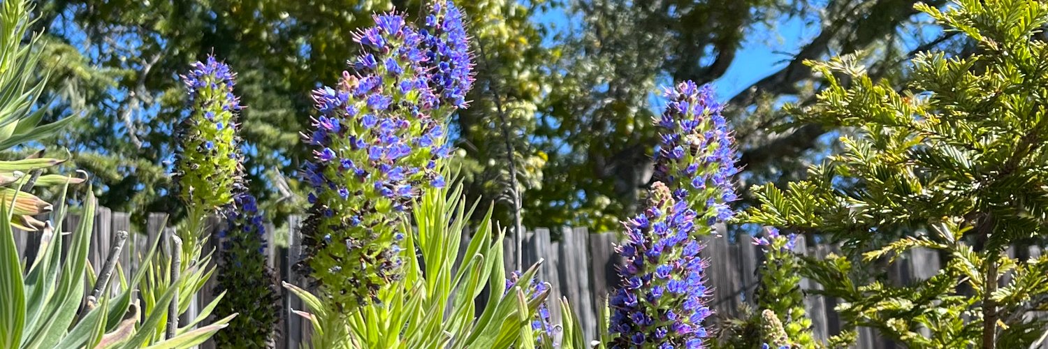 Monique Coppola banner