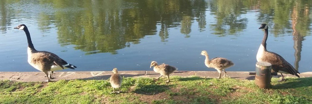 Aurelio Vivas banner