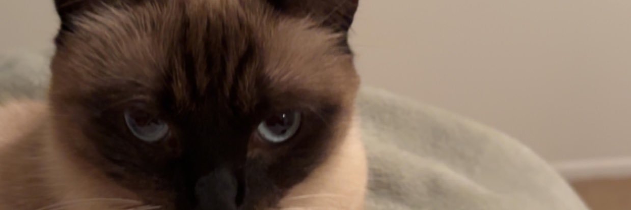 jess_kayvan's profile banner image