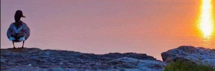 KathRhydd1's profile banner image