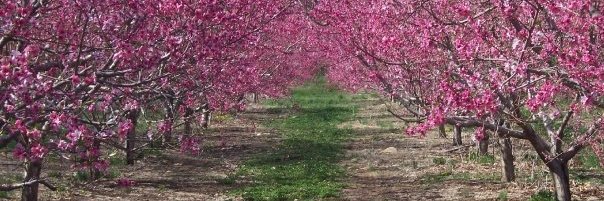 Barden_Orchard's profile banner image