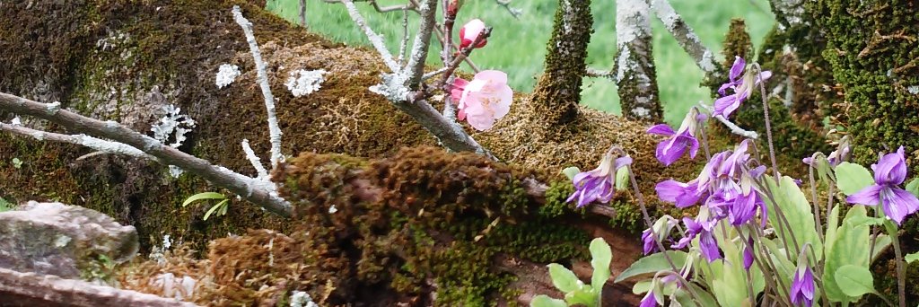 rosetearose's profile banner image