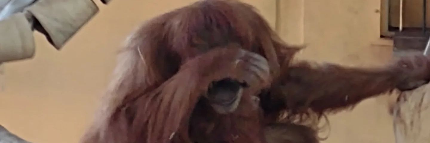 Carlos_GFG (Wander) banner