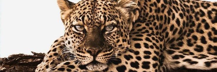 🐈‍⬛💫 banner