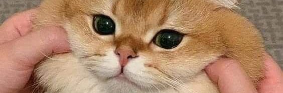 kaitompyn's profile banner image