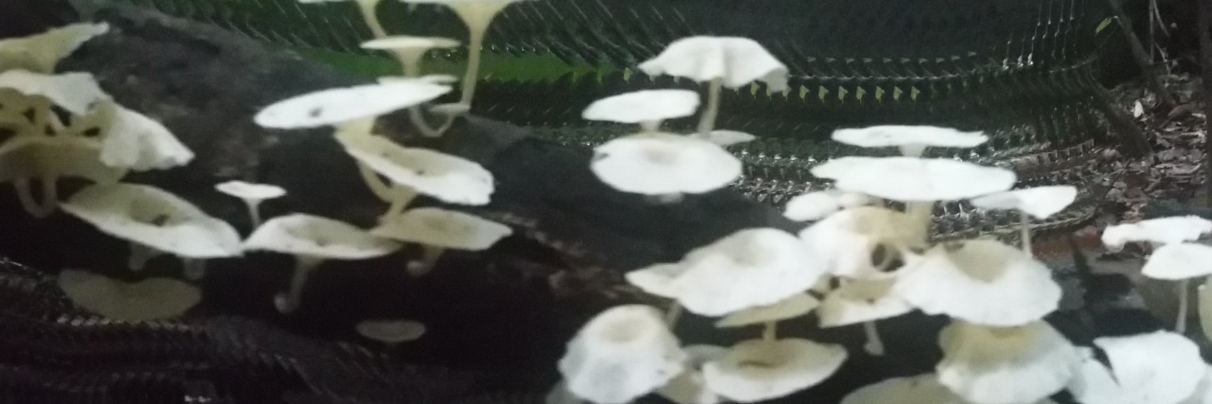 paterstella's profile banner image