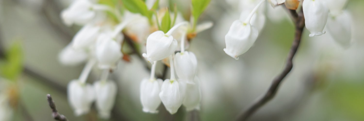 早川　智@コロナウイルス対策には正しい情報を！ banner