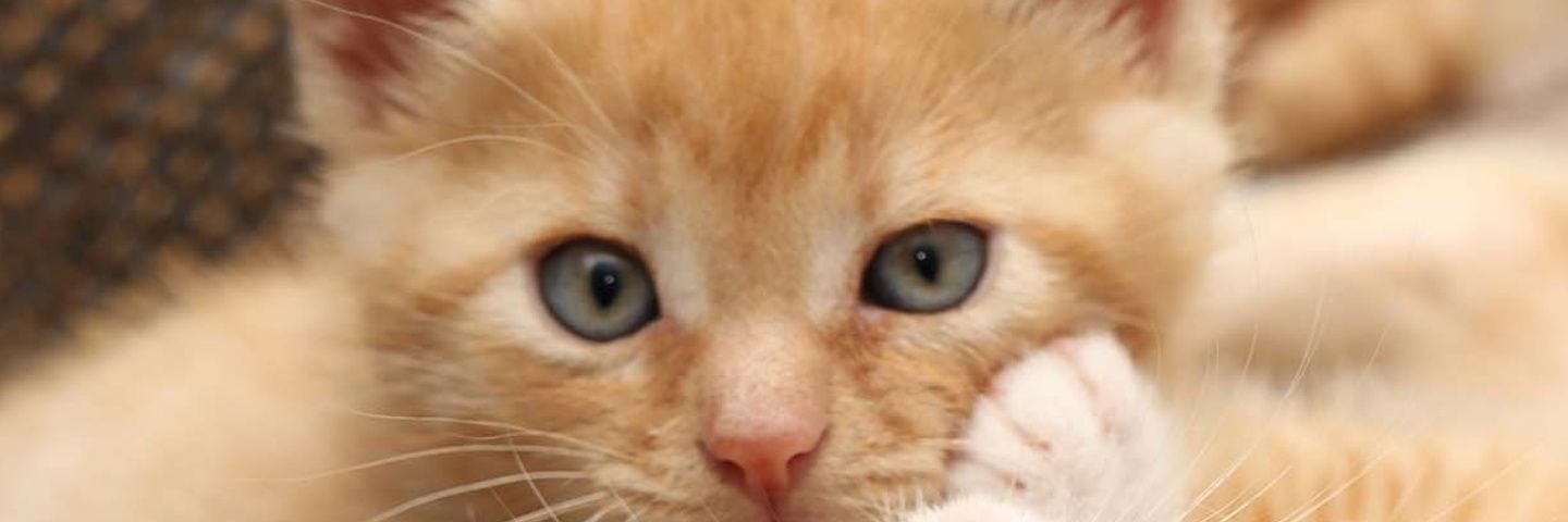 Adefunke24's profile banner image