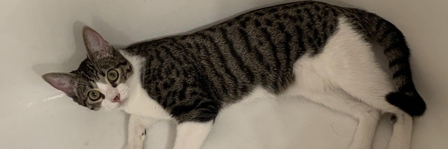 Zwarm's profile banner image