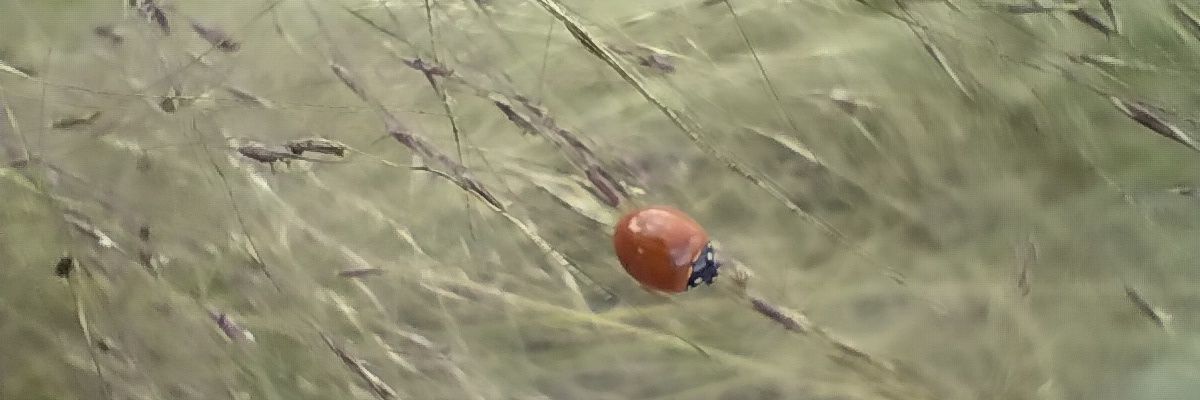 It's LaLa 🐀🐞🐰 🌊☕ banner