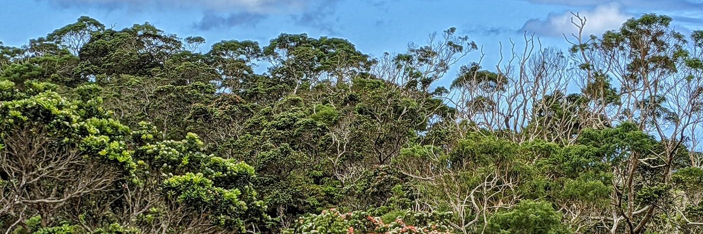 SamOhuGon's profile banner image