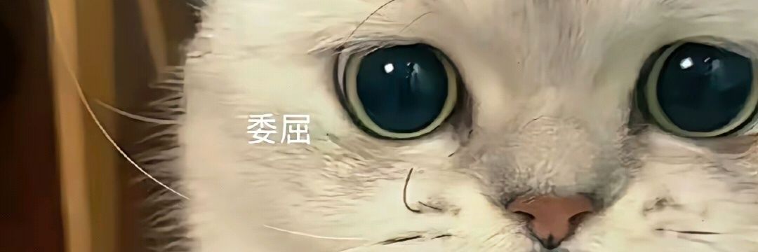 兔子掀了个身 banner