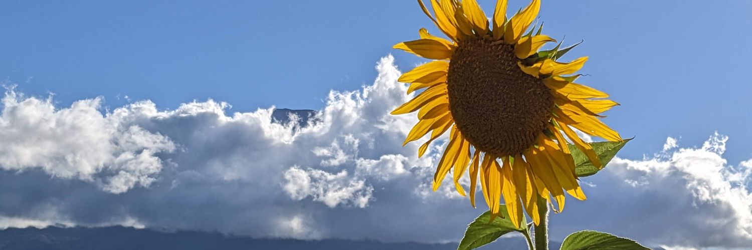 まるねこ🐱 banner