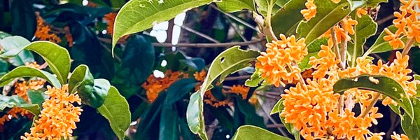 shiro_axa Profile Banner