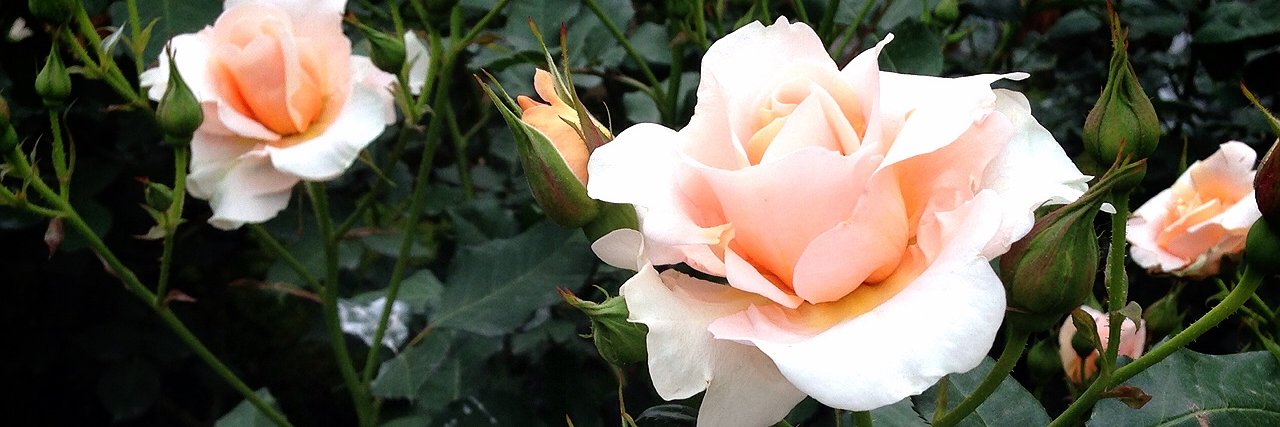 may_rosewood's profile banner image