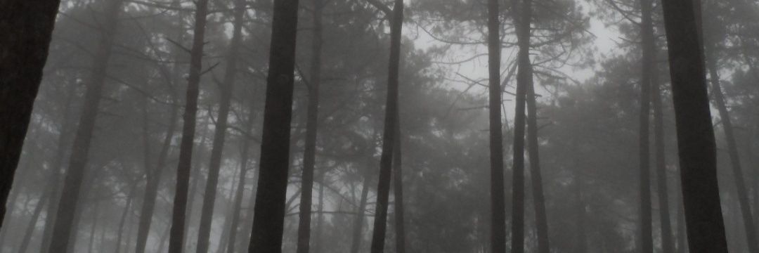 Van ·˚₊· banner
