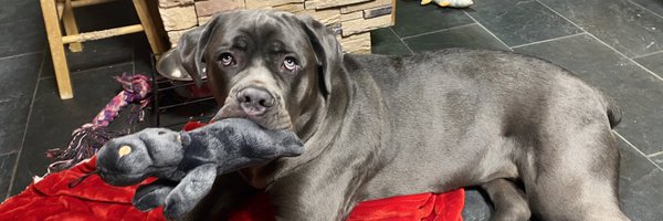 LappinLeah Profile Banner