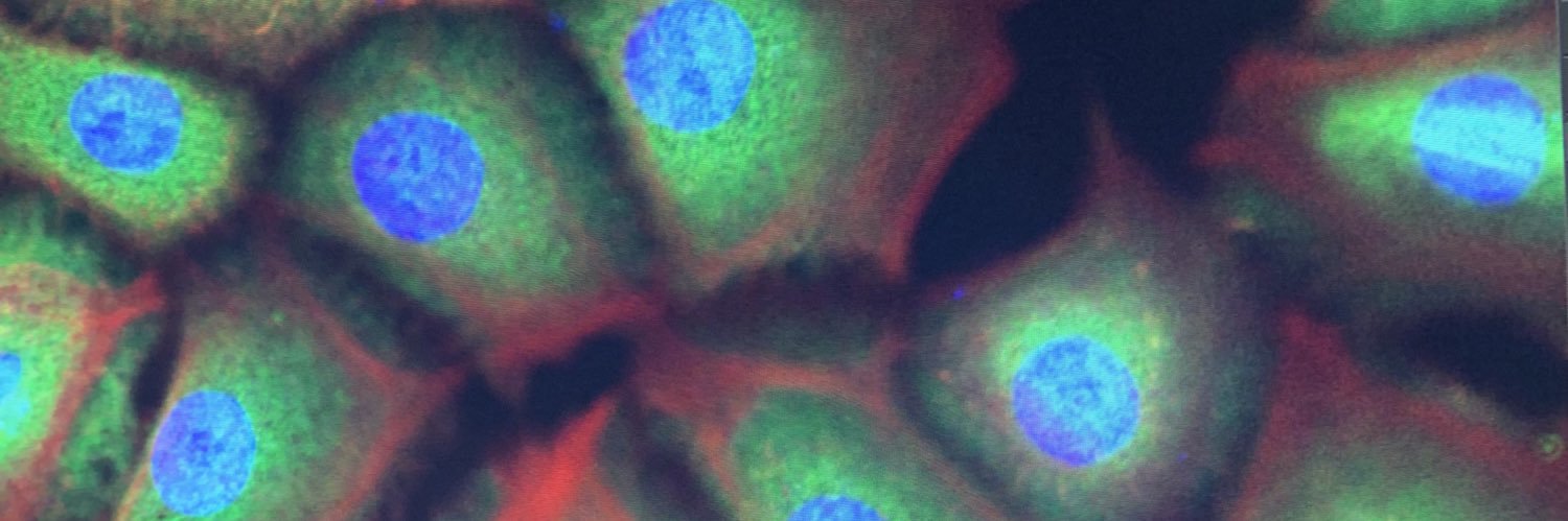 Dr. Kayla J. Rayford banner