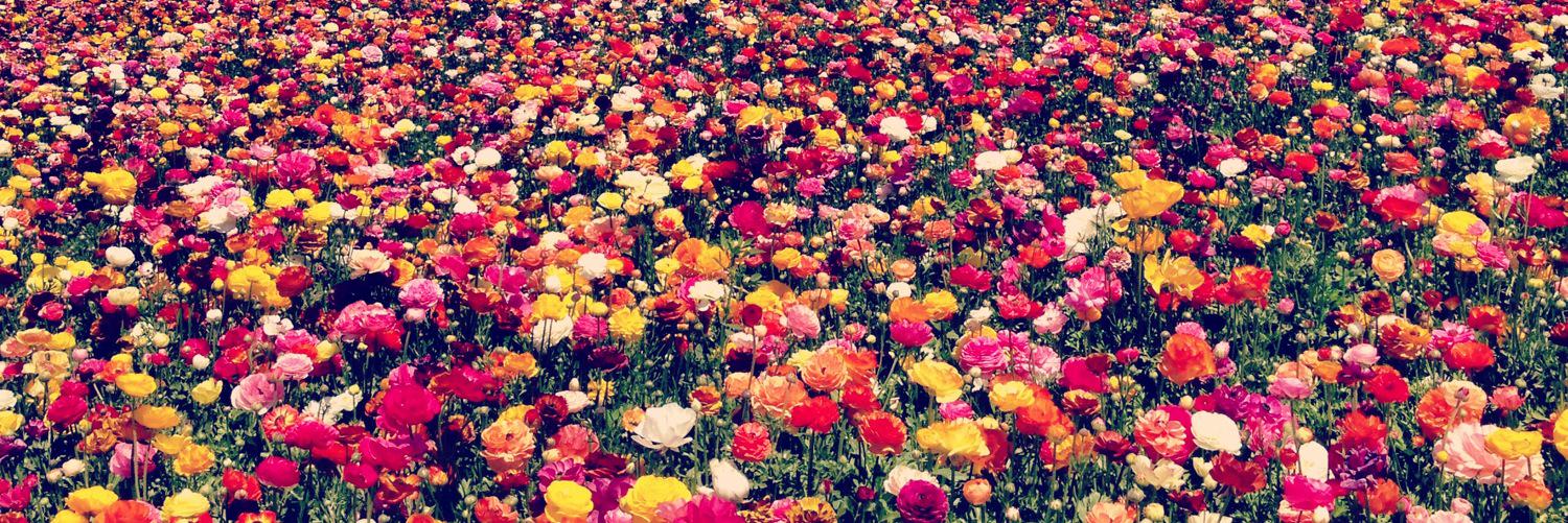 Natalie Hoogner banner