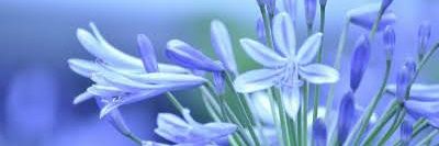 Agapanthus244's profile banner image