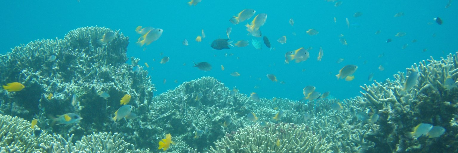 にわか潜水士 banner