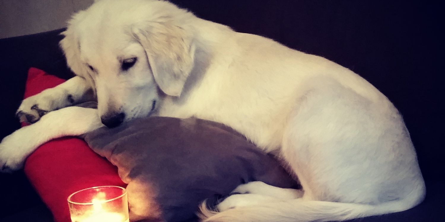 CSandrinaaaa's profile banner image