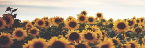 GÉNESIS ✩ banner