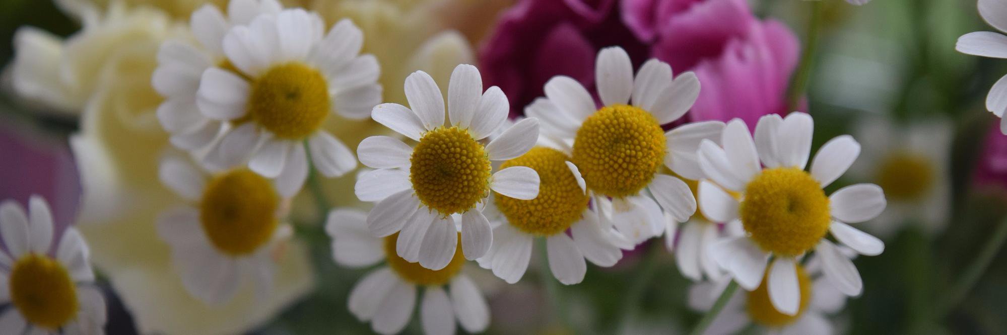 Natasha Mairs banner