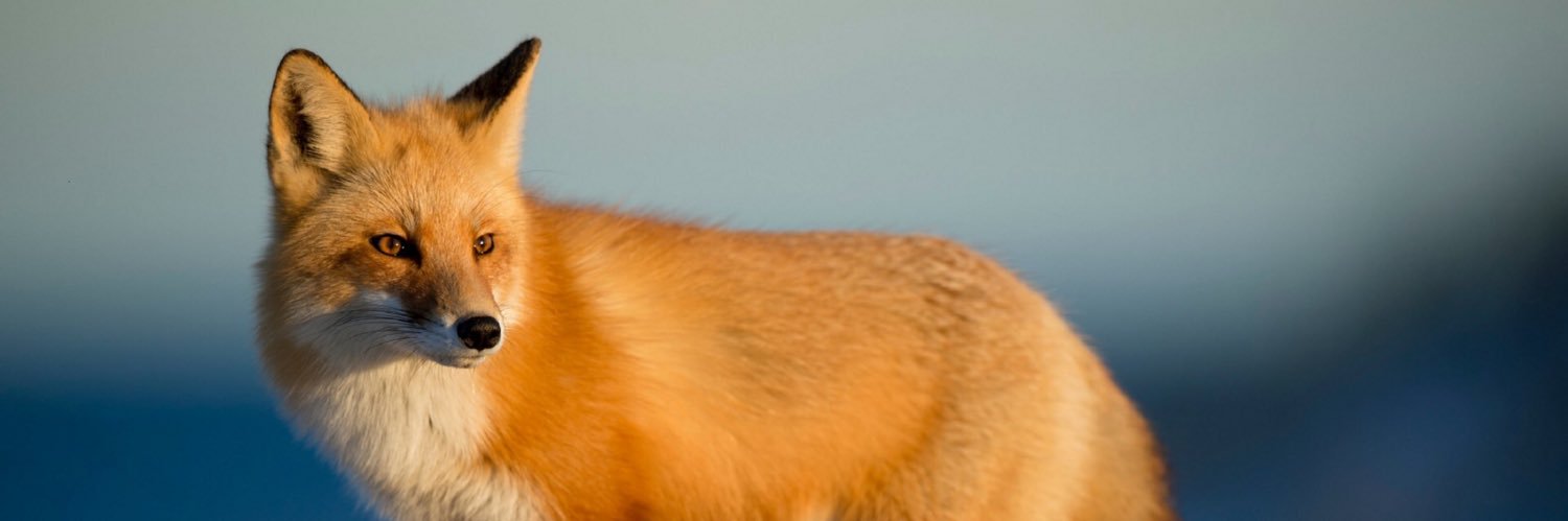 fox_sharp_eyes's profile banner image