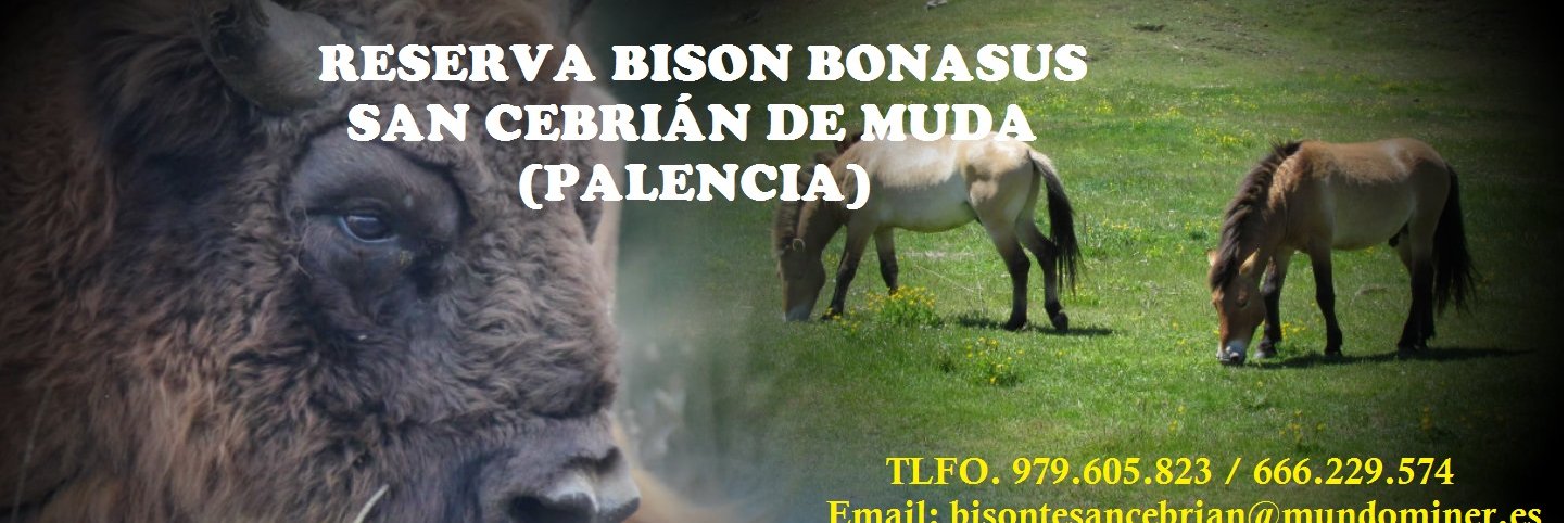 Reserva del Bisonte banner