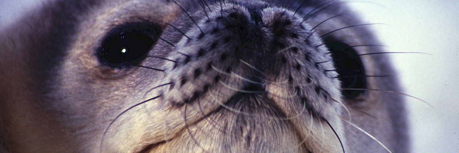Seal 💕 banner