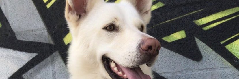 andreamacho22's profile banner image