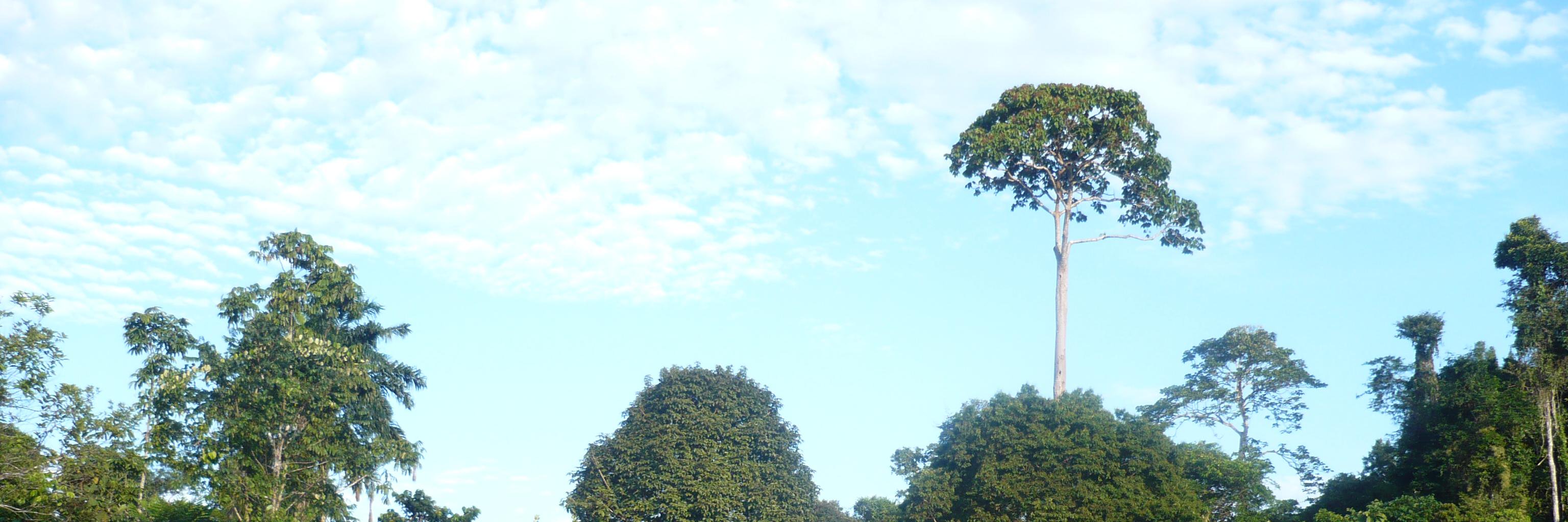 Emilie Dupuits banner