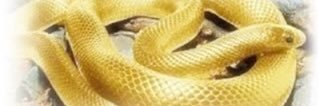 0208_fue's profile banner image