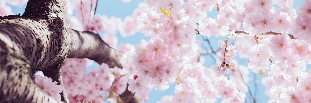 yannyjj's profile banner image