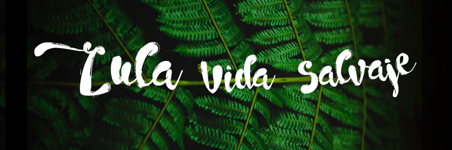 lulatrio's profile banner image