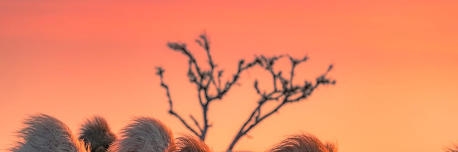 Tsegi Tselmeg's banner